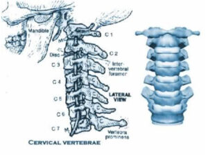 cervicale
